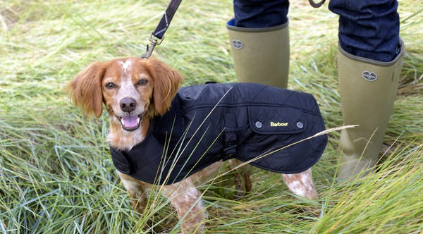 Filos in a Barbour dog coat and lead