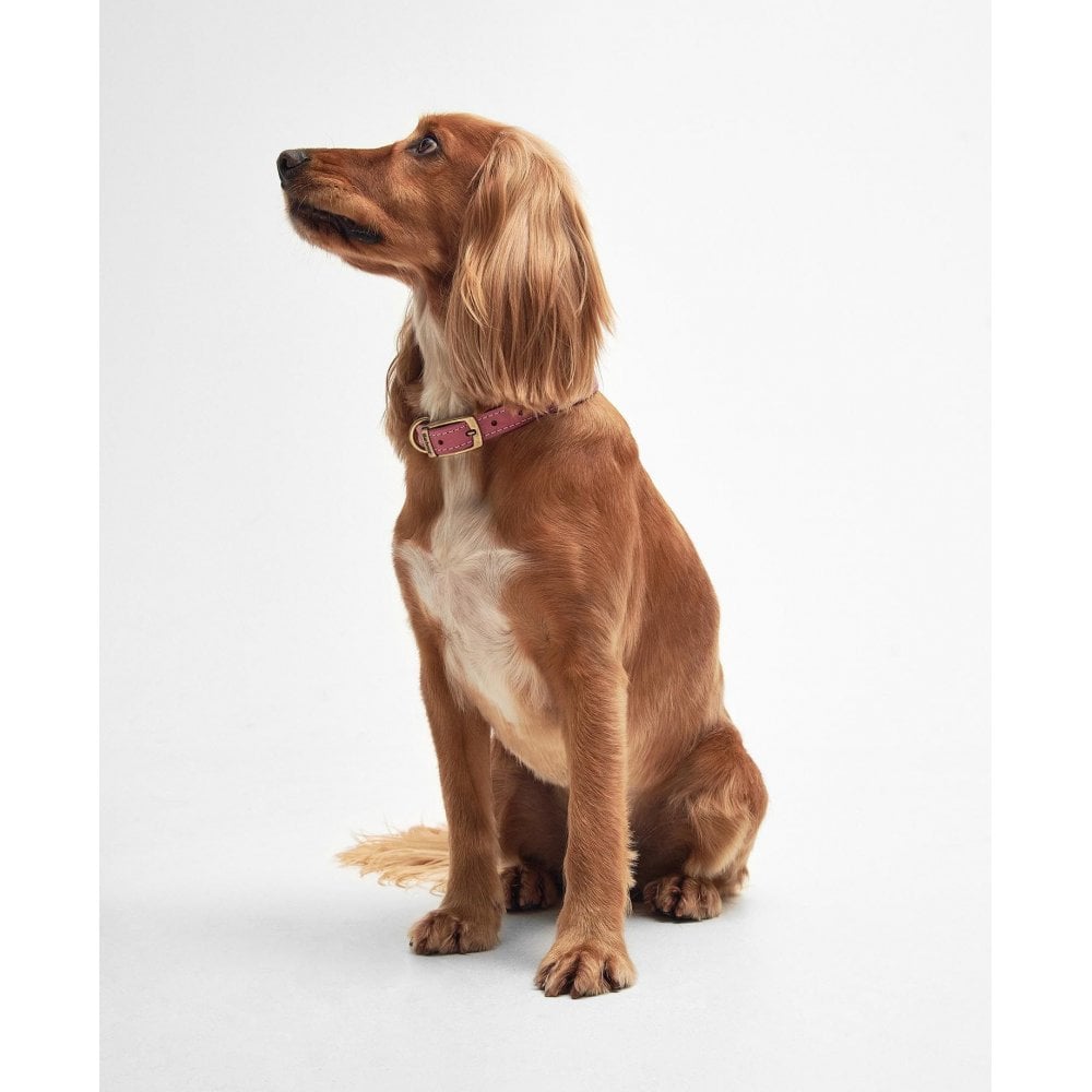 Leather Dog Collar