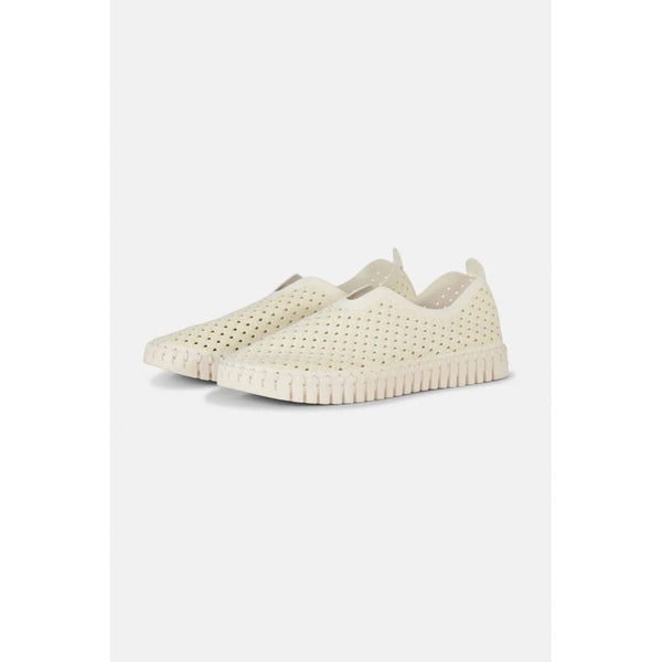 Tulip Flats